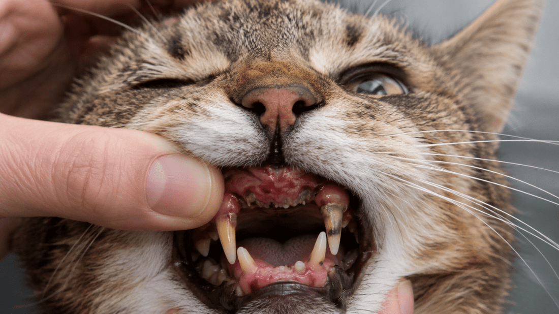 Signs of Dental Problems in Cats: A Purr-fectly Simple Guide for Aussie Cat Parents - Purrlys®
