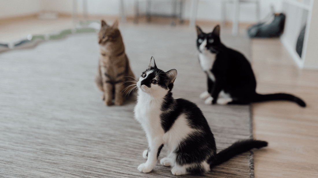 When Do Cats Develop Dental Problems? An Age-by-Age Guide - Purrlys®