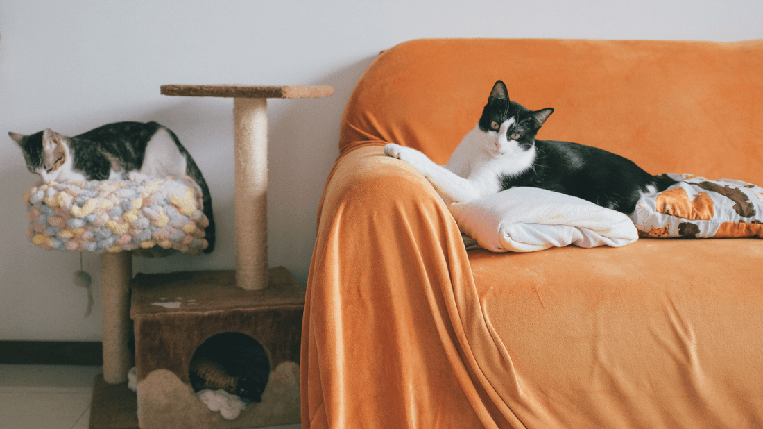 The Ultimate Guide to Choosing a Cat Dental Care Subscription Box in Australia - Purrlys®