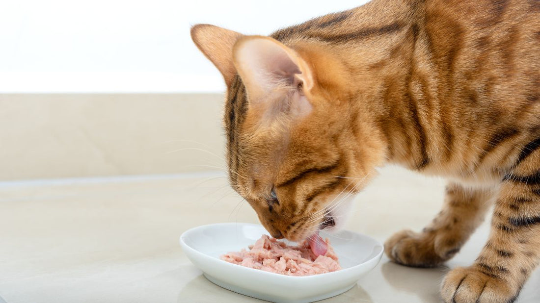 Alternatives to Professional Cat Teeth Cleaning: A Stress-Free Guide for 2026 - Purrlys®