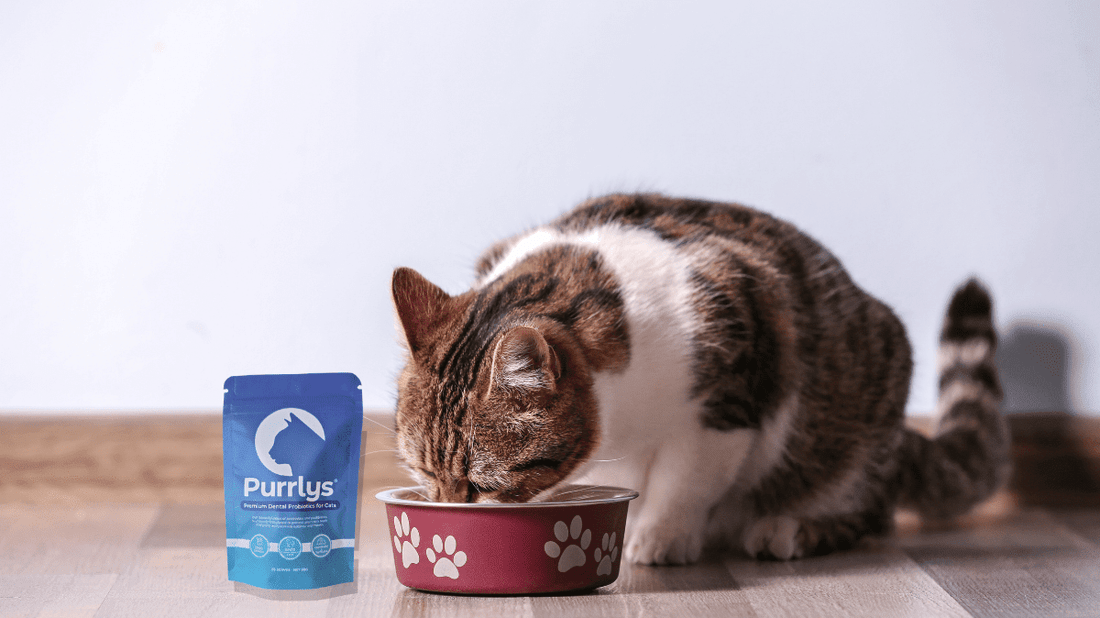 How to Use Cat Dental Powder: A Perfect Guide for 2026 - Purrlys®