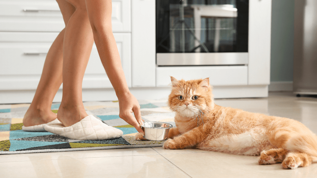 How to Remove Cat Plaque Without Brushing: An Awesome 2026 Guide - Purrlys®