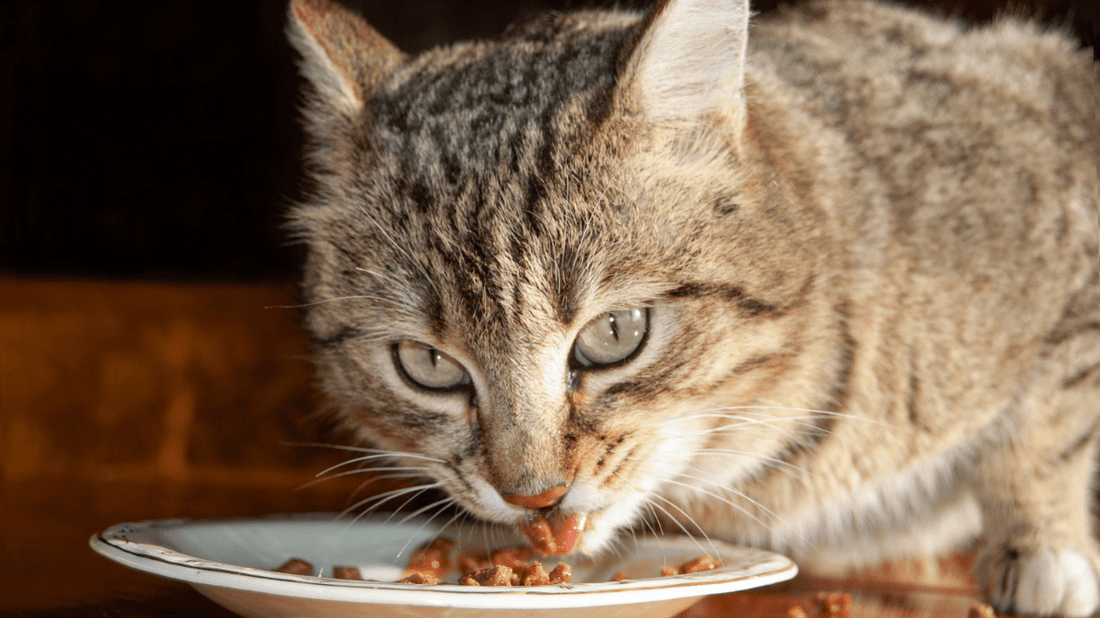 Tasteless Cat Dental Care: The Secret to Stress-Free Feline Smiles in 2026 - Purrlys®