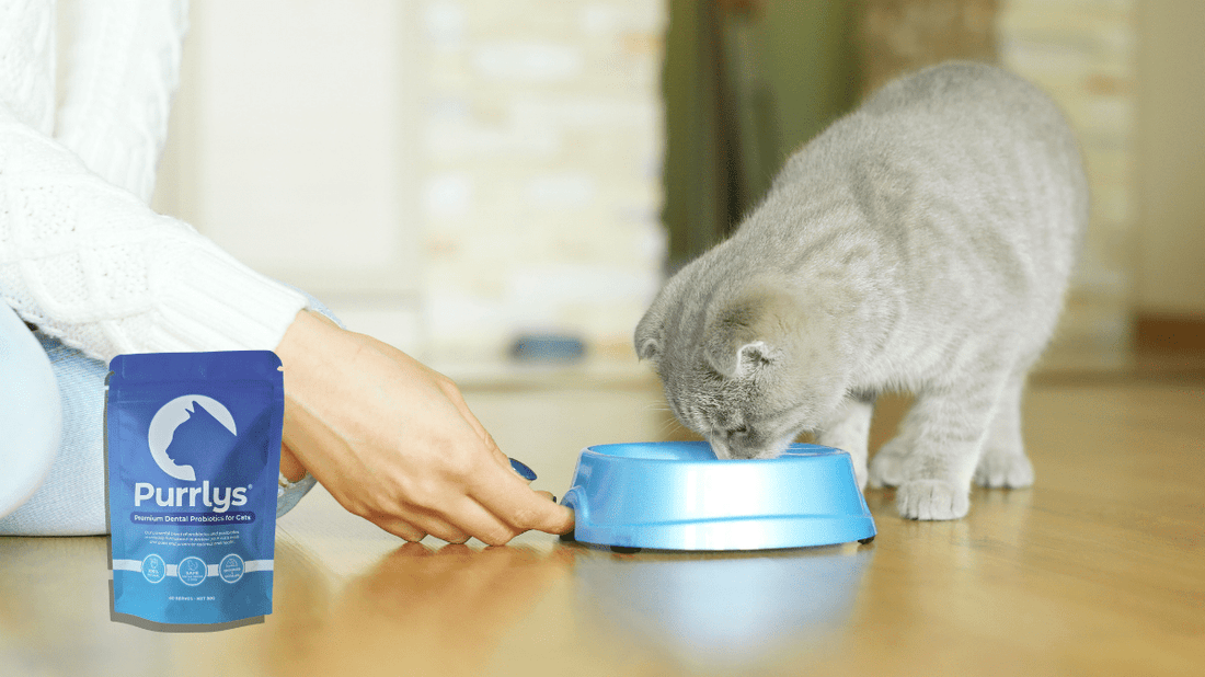 The Easy Cat Teeth Cleaning Solution: Stress-Free Dental Care for Your Fur-Baby - Purrlys®