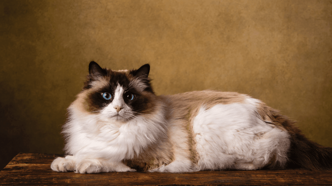 The Ultimate Ragdoll Cat Diet Guide: Nutrition for a Purr-fectly Healthy Life - Purrlys®