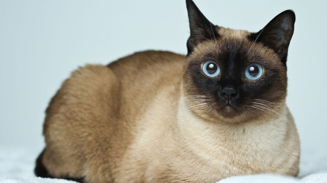 The Siamese Cat: A Purr-fectly Vocal and Elegant Companion for Aussie Homes - Purrlys®