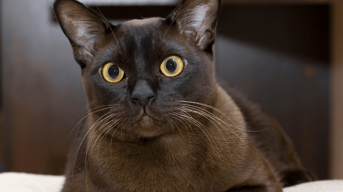 The Burmese Cat: A Complete Guide to Australia’s Favourite "Brick Wrapped in Silk" - Purrlys®