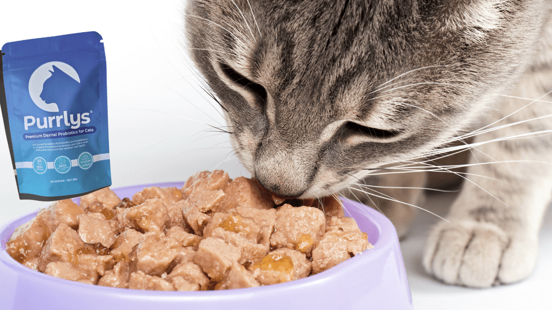 How to Get My Cat to Take Supplements: The Ultimate Stress-Free Guide - Purrlys®