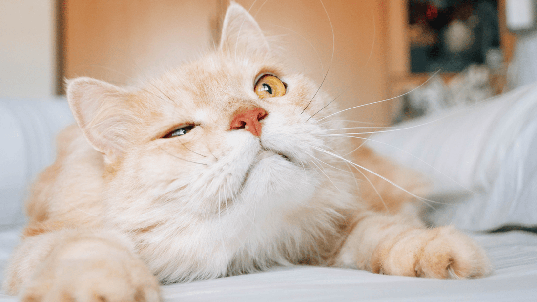 Cat Bad Breath: A Paws-itively Simple Guide to Fresher Kisses in 2026 - Purrlys®