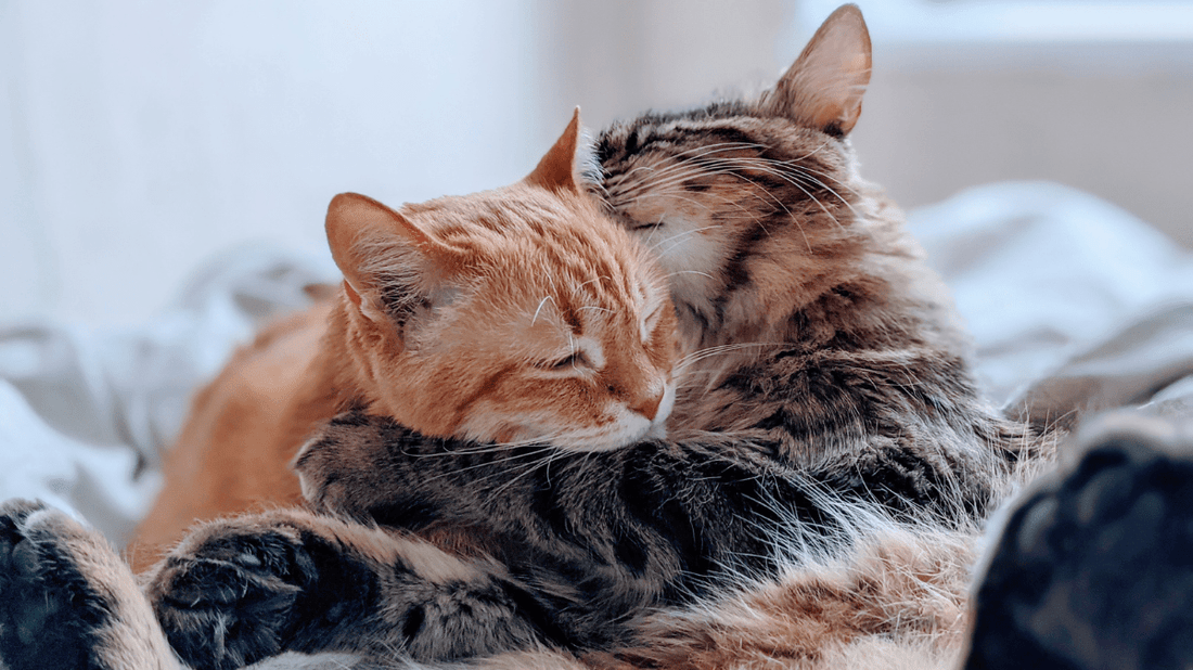 Cat Dental Health and Overall Wellness: The Purr-fect Guide to Feline Vitality - Purrlys®