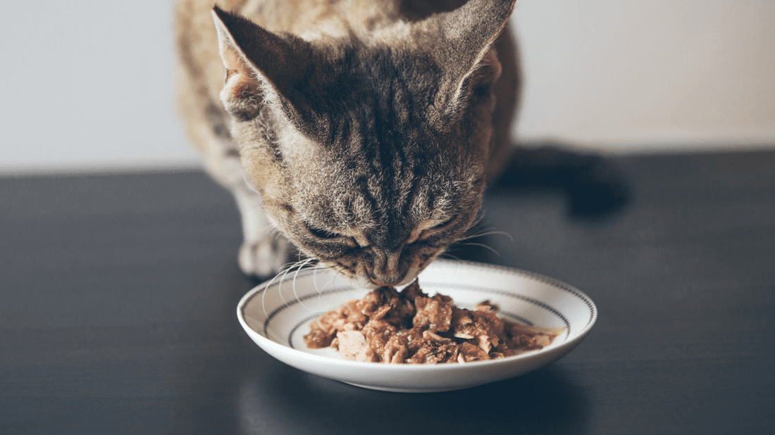 Stress-Free Cat Dental Hygiene: The 2026 Guide to Happy Hiss-Free Smiles - Purrlys®