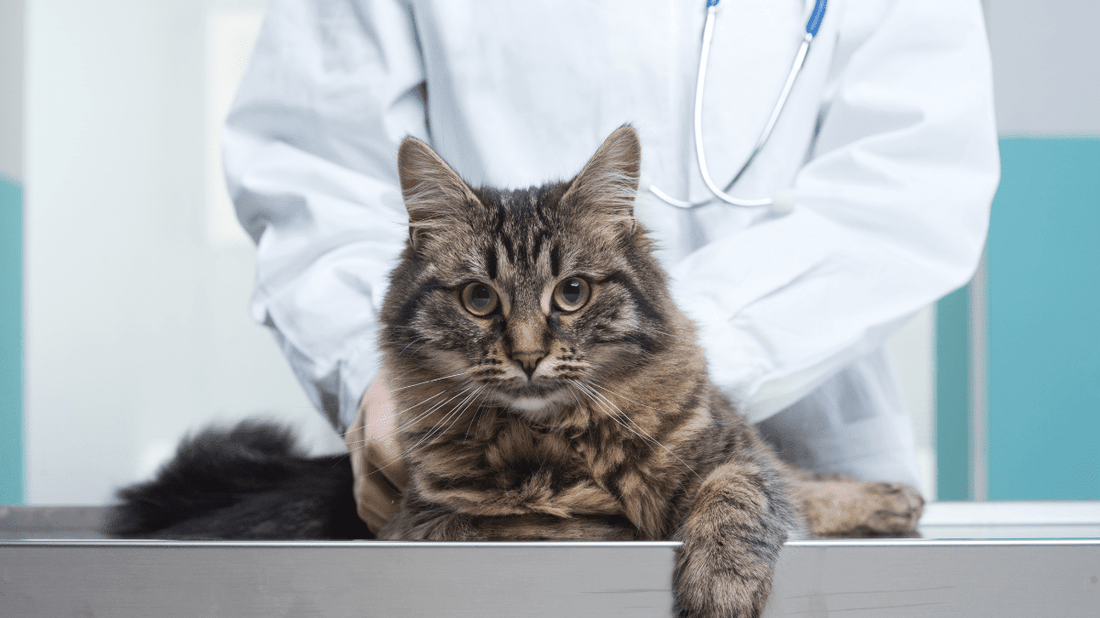 Cat Dental Care for Picky Eaters: A Stress-Free Guide to Feline Oral Health - Purrlys®