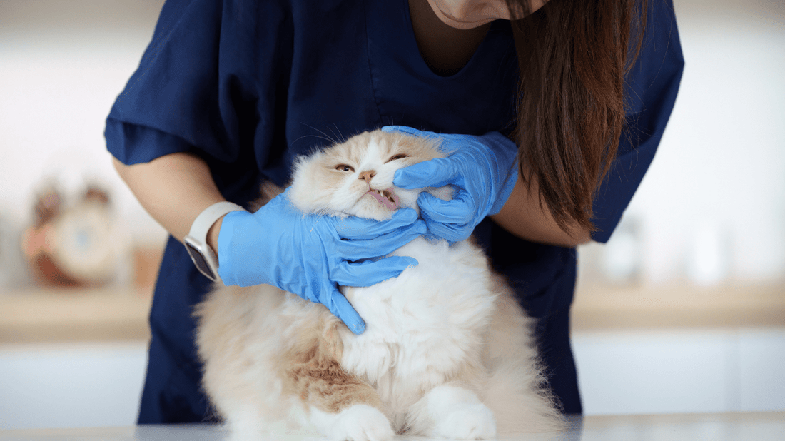 How to Soften Cat Tartar: A Gentle Guide to Purr-fect Teeth in 2026 - Purrlys®