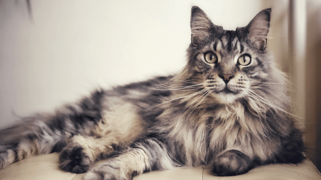 Maine Coon Cat Breed Health and Care: The Ultimate Guide for Aussie Fur-Parents - Purrlys®