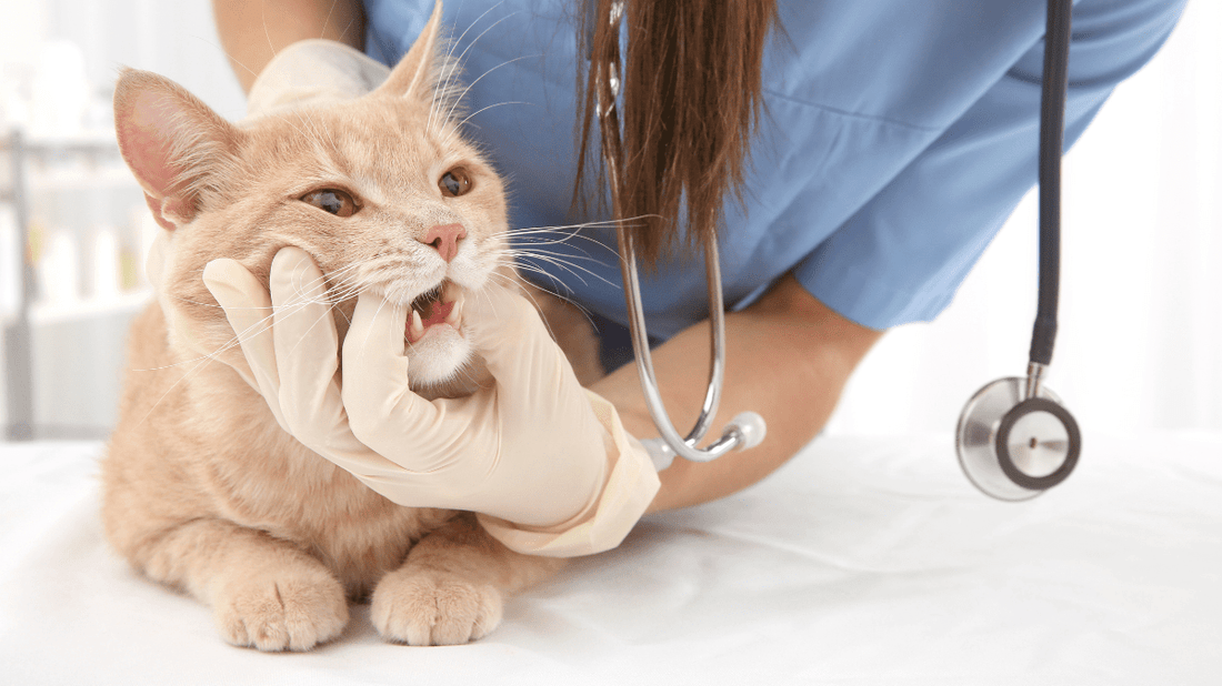 Cat Supplement Subscription Australia: The Purrfect Way to Save and Support Feline Health in 2026 - Purrlys®