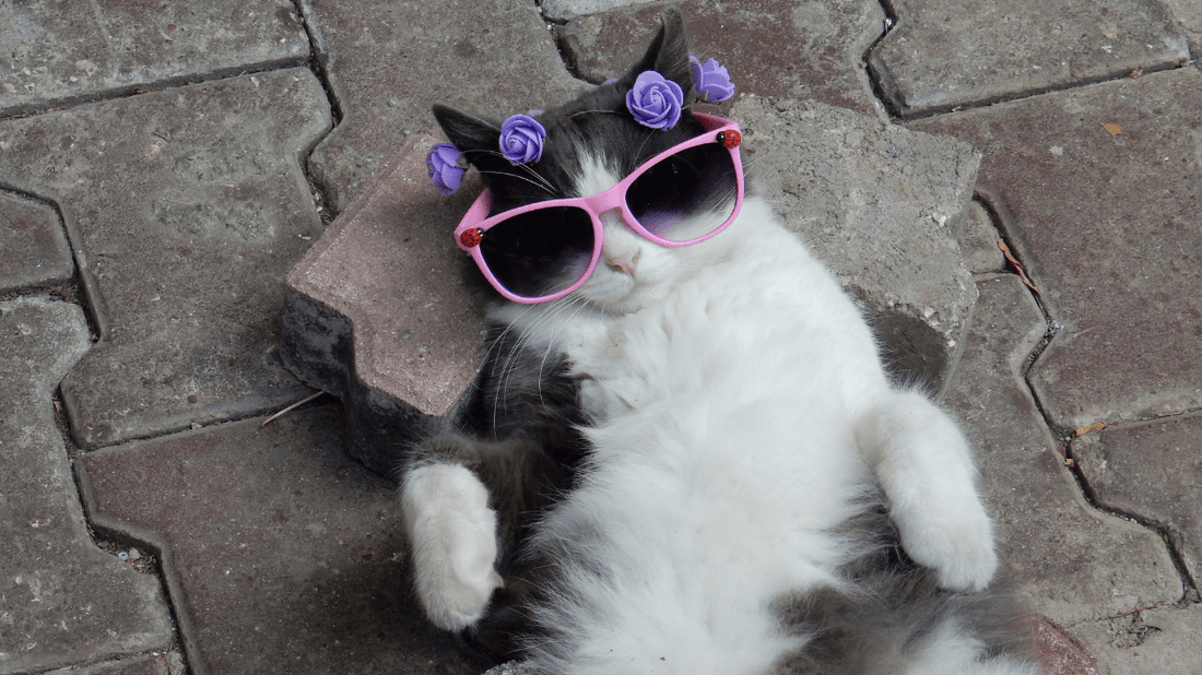 Cat Dental Treats: The Purr-fect Guide to Feline Oral Health in 2026 - Purrlys®