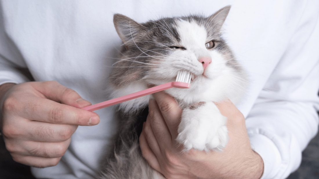 The Easy Way to Keep Your Cat's Teeth Clean: A Stress-Free Guide for 2026 - Purrlys®