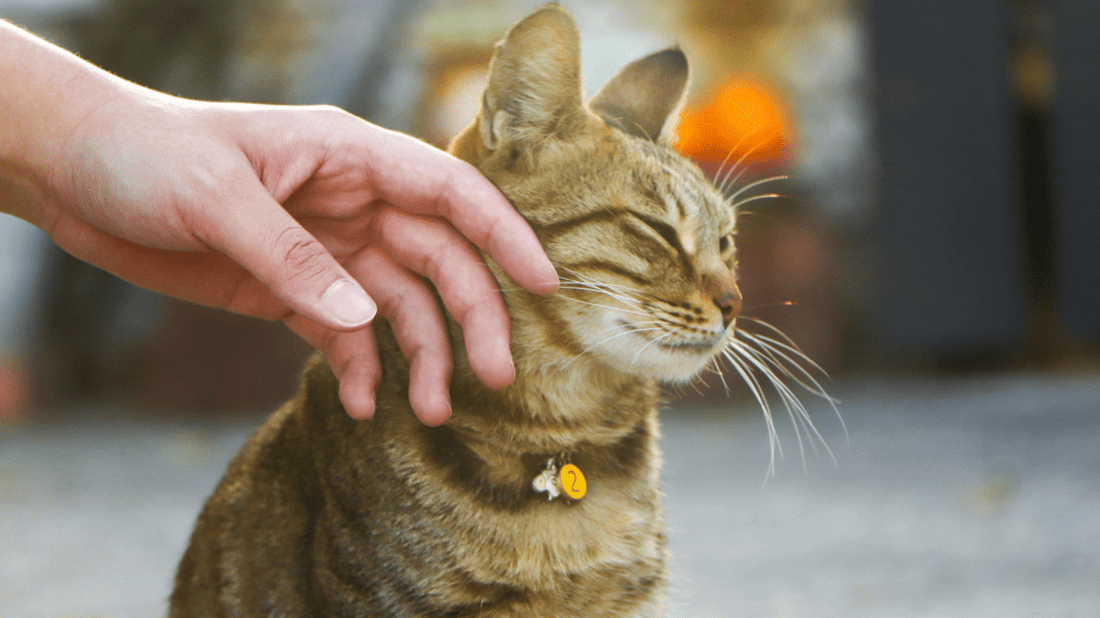 Human Grade Cat Supplements Australia: The Pawsome Guide to Feline Wellness (2026) - Purrlys®