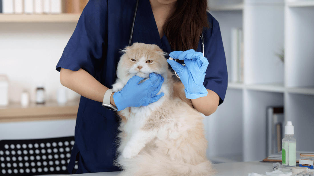 Cat Oral Microbiome Support: The Purr-fect Guide to Feline Health from Gut to Gum - Purrlys®