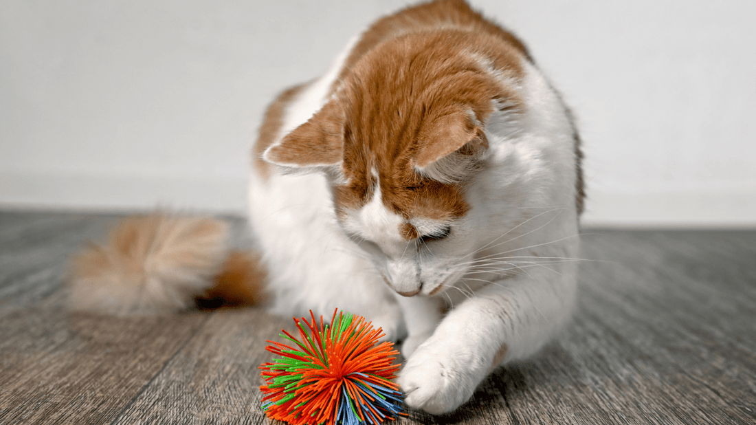 Cat Toys & Enrichment: The Ultimate Guide to a Happy, Healthy Feline in 2026 - Purrlys®