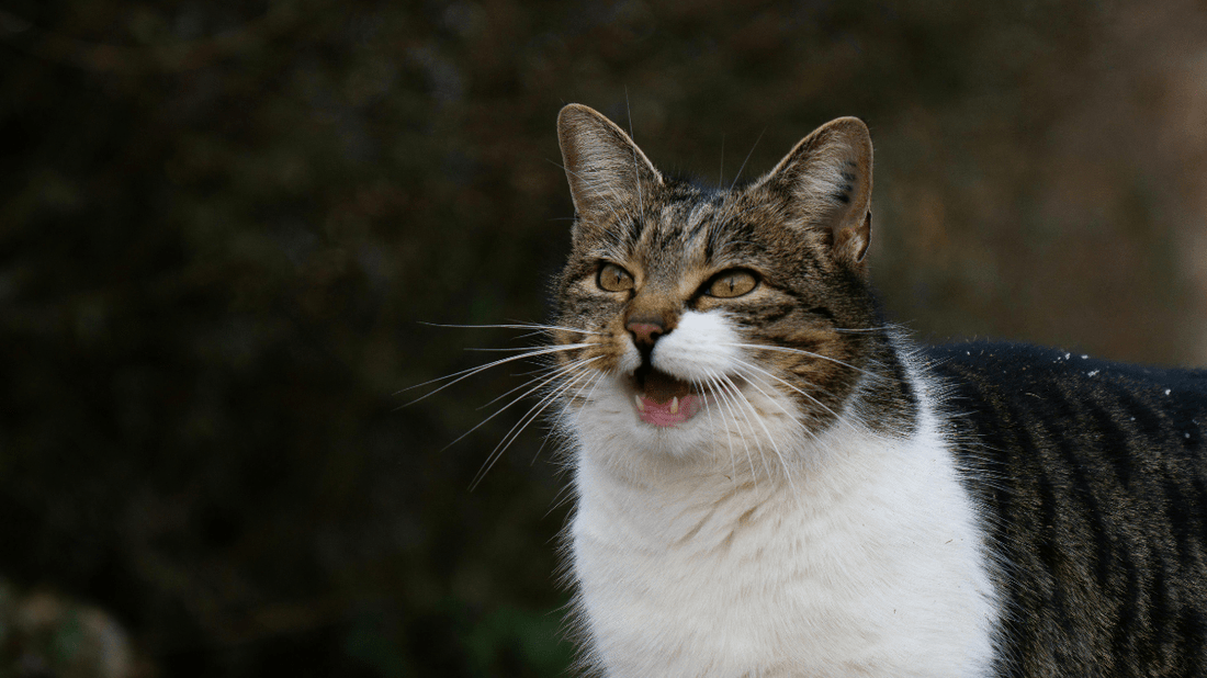 Senior Cat Dental Care Tips: A Stress-Free Guide to Golden Year Smiles - Purrlys®