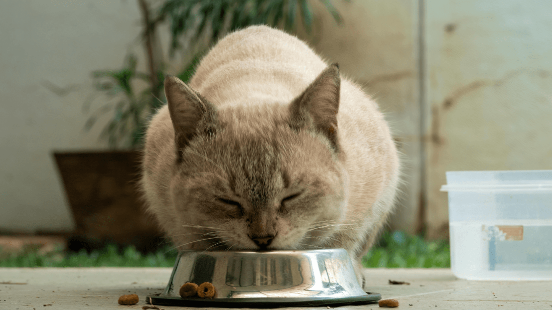 The Purr-fect Guide to Vet Approved Cat Dental Care at Home in 2026 - Purrlys®