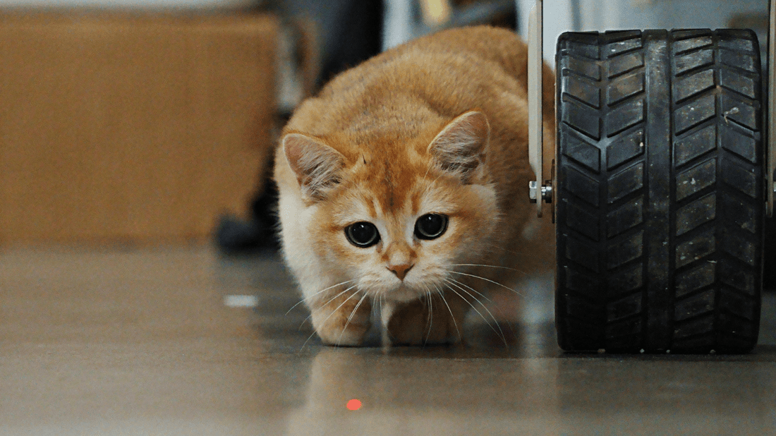 Cat Dental Health for Beginners: A Purr-fect Guide to Stress-Free Care - Purrlys®