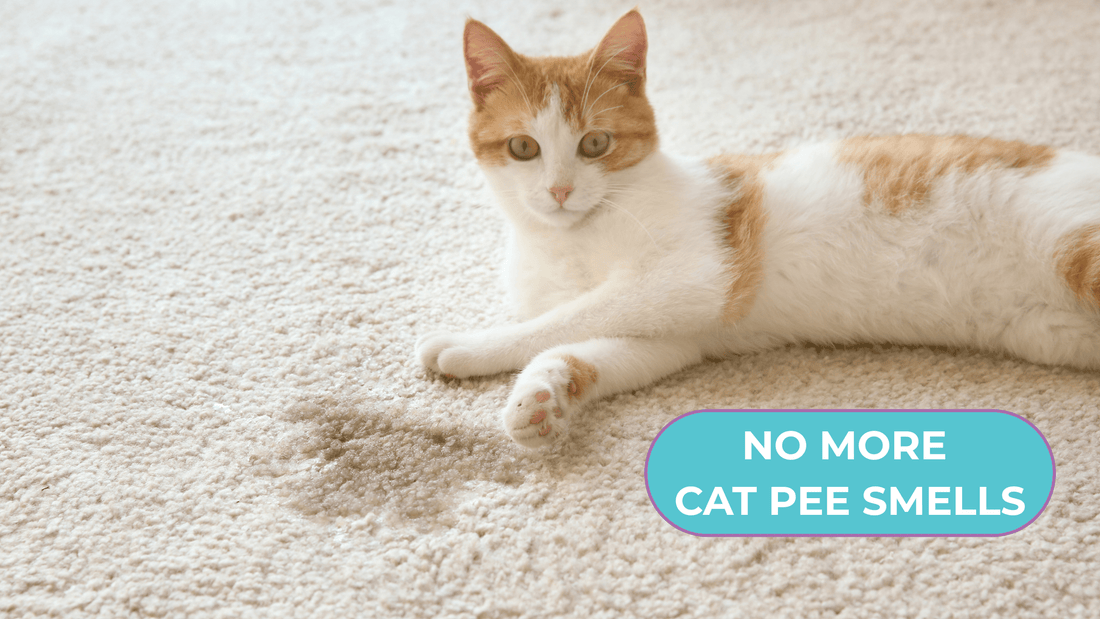 How to Remove Cat Urine Smell from Carpet: Simple Fixes - Purrlys®