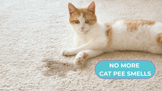How to Remove Cat Urine Smell from Carpet: Simple Fixes - Purrlys®