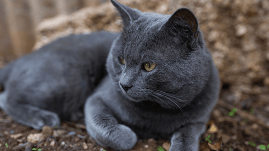 Russian Blue Cat: A Purr-fect Guide to the Silver-Haired Royal - Purrlys®