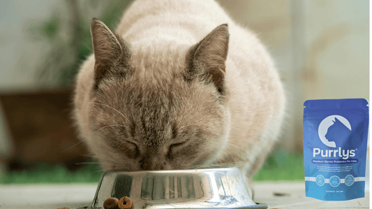 The Best Cat Dental Care Subscription Box in Australia: A Purr-fect Smile Delivered - Purrlys®