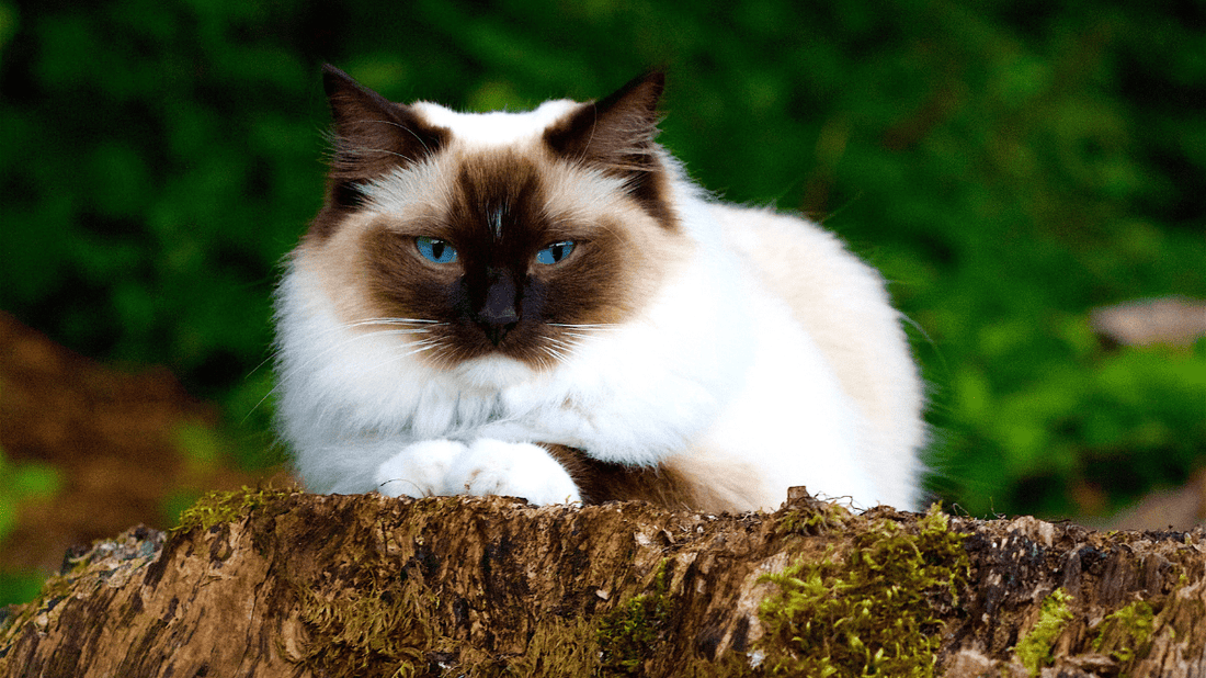 Birman Cat Dental Health: The Pawsome Guide to a Sparkling Smile in 2026 - Purrlys®