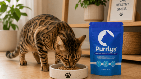 The Bengal Cat: A Purr-fect Guide to Australia’s Most Exotic Fur-Baby - Purrlys®