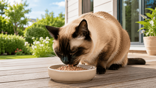 7 Signs Your Cat's Dental Health Is Improving (And How to Sustain It) - Purrlys®