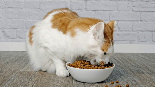 Cat Dental Treats vs. Powder: A Science-Backed Comparison - Purrlys®