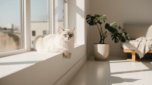 Cat Dental Care for Indoor Cats: The Purr-fect Guide to a Healthy Smile - Purrlys®