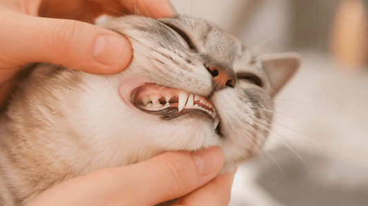 Why an Effective Cat Teeth Cleaning Powder is a Game-Changer - Purrlys®