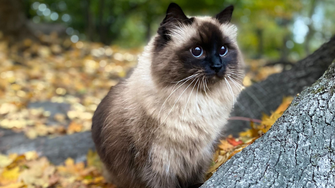 Birman Cat Health: A Practical Australian Guide - Purrlys®