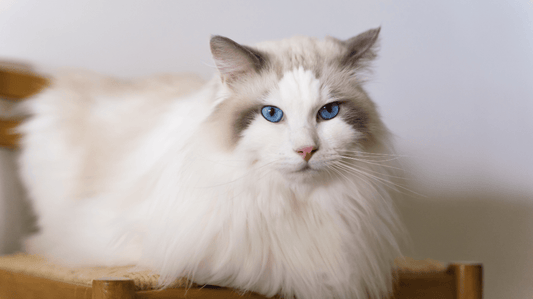 Additive-Free Cat Dental Care: A Practical Guide - Purrlys®
