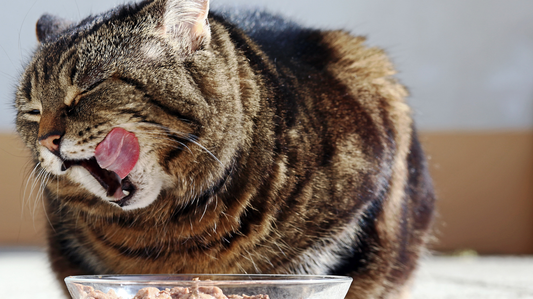 Affordable Cat Dental Care: A Practical Australian Guide