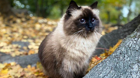 7 Stress-Free Cat Teeth Cleaning Tips for a Healthier Mouth