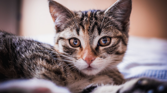 Cat Dental Care and Vet Costs: A Guide for Aussie Owners