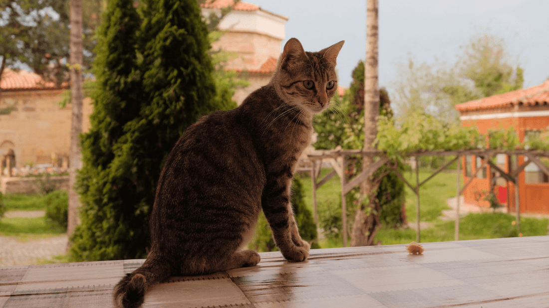 Feeding a Cat with Dental Problems: A Gentle Guide - Purrlys®