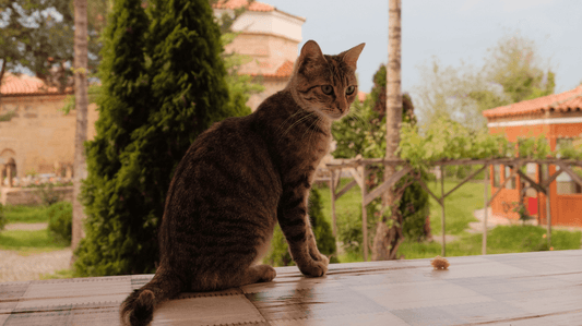 Feeding a Cat with Dental Problems: A Gentle Guide - Purrlys®