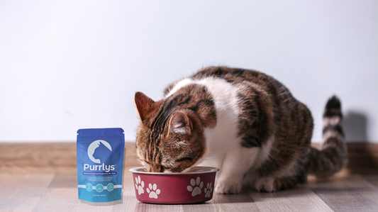 Brush-Free Cat Dental Care: A Practical Australian Guide