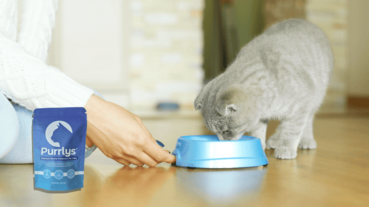 The Easy Cat Teeth Cleaning Solution: Stress-Free Dental Care for Your Fur-Baby - Purrlys®