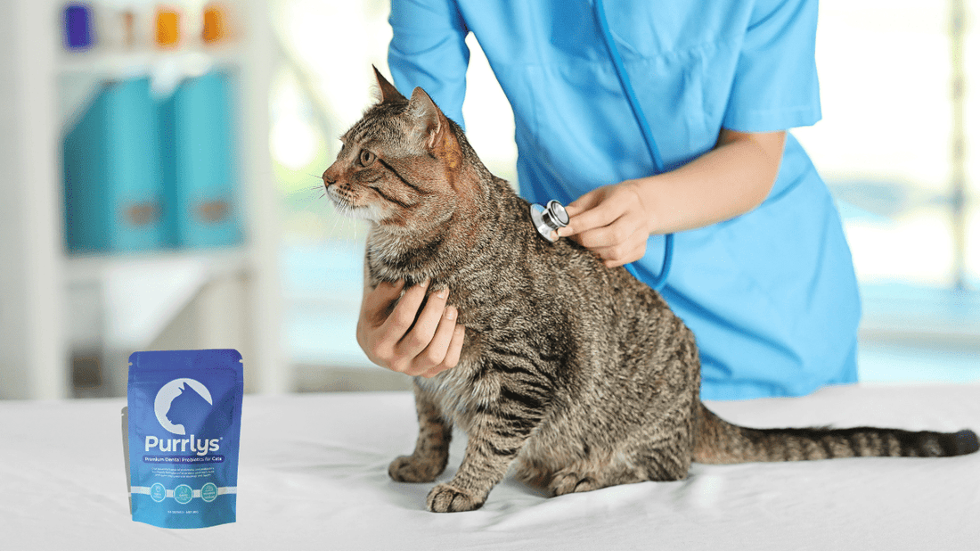 Probiotics for Cats: A Purr-fect Guide to Feline Oral and Gut Health (2026) - Purrlys®