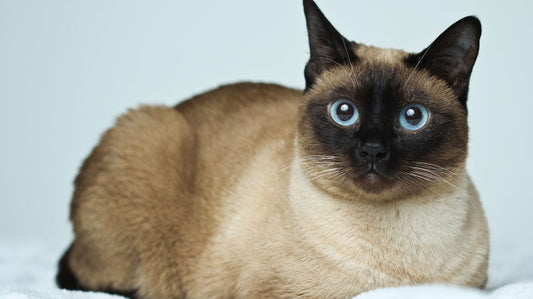 The Siamese Cat: A Purr-fectly Vocal and Elegant Companion for Aussie Homes - Purrlys®