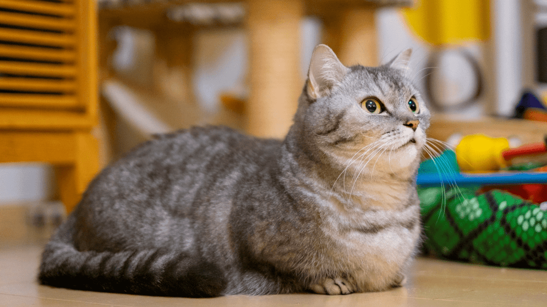 Munchkin Cat Life and Health: A Purr-fectly Whimsical Guide to Feline Wellness (2026) - Purrlys®