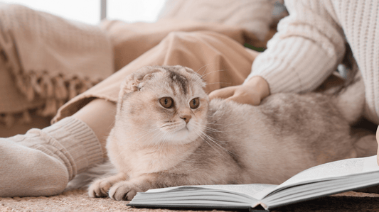 10+ Pawsome Cat Hydration Tips for a Happy, Healthy Kitty in 2026 - Purrlys®